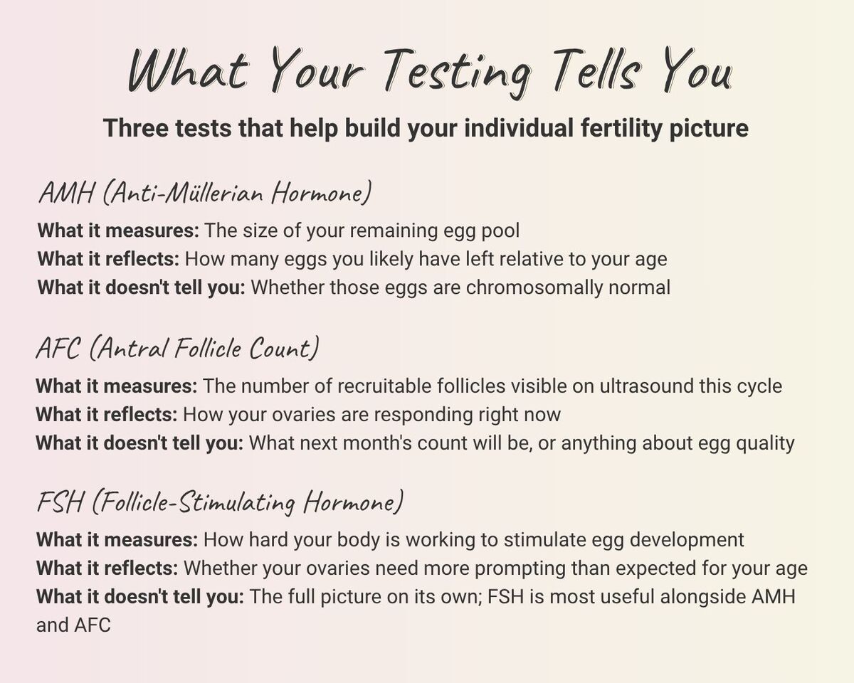 Three-card snapshot: AMH (size of remaining egg pool), AFC (recruitable follicles visible on ultrasound this cycle), FSH (how hard the body is working to stimulate development). Each card includes wha